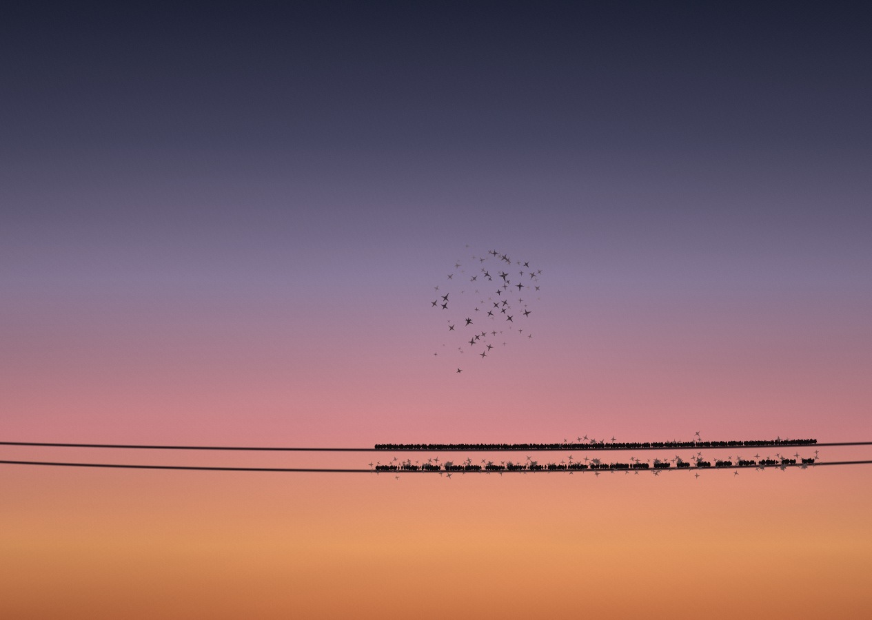 A flock of starlings settled along two sagging wires against an amber dusk sky